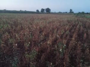 गंगापूर तालुक्यात दुष्काळाचे सावट