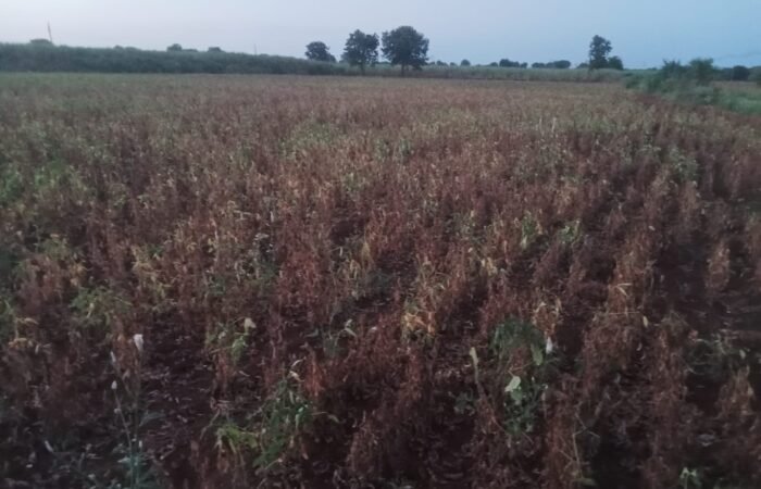 गंगापूर तालुक्यात दुष्काळाचे सावट