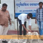 रेबीज रोखायचा असेल तर श्वानांचे लसीकरण करा!