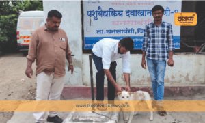 रेबीज रोखायचा असेल तर श्वानांचे लसीकरण करा!