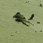 Fulambri deadbody Lokarth 17.10.2026