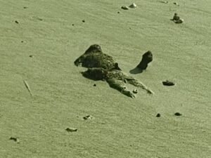 Fulambri deadbody Lokarth 17.10.2026