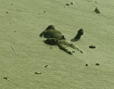 Fulambri deadbody Lokarth 17.10.2026