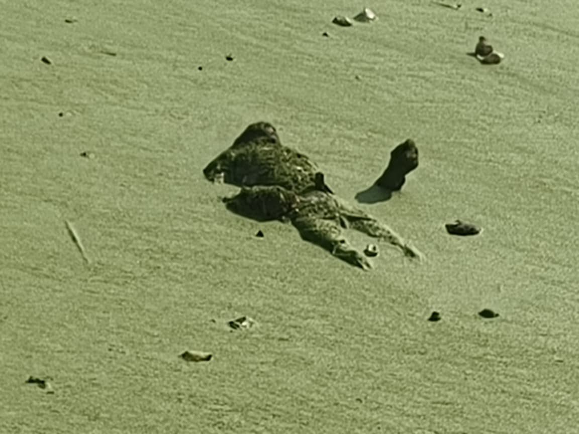 Fulambri deadbody Lokarth 17.10.2026