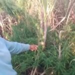 Latur Ganja Sheti Image Lokarth 19.10.2026
