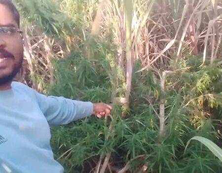 Latur Ganja Sheti Image Lokarth 19.10.2026