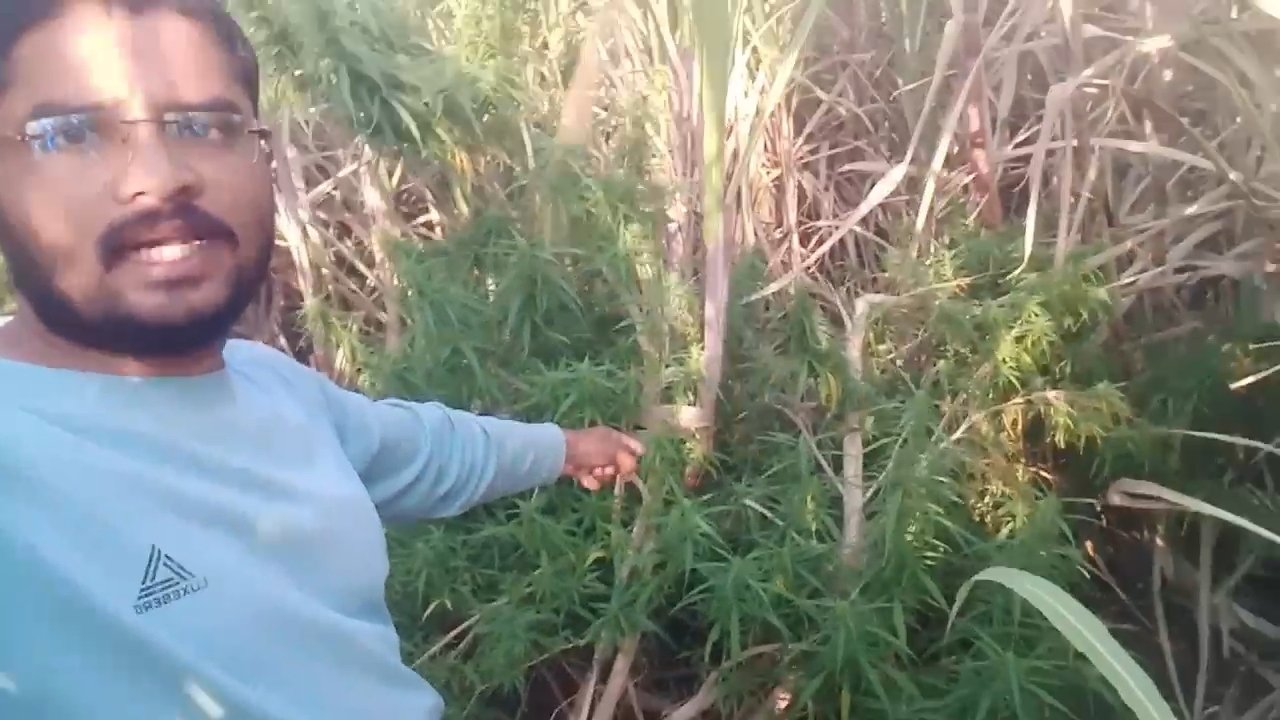 Latur Ganja Sheti Image Lokarth 19.10.2026