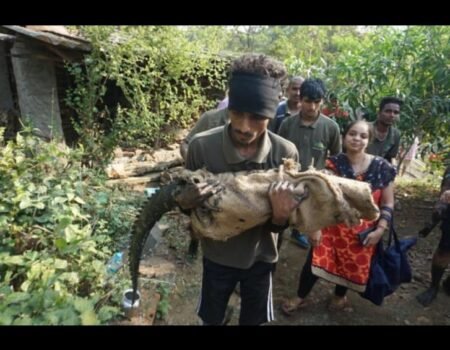 देवणी परिसरात पुन्हा मगर आढळल्याने नागरिकांमध्ये चिंता