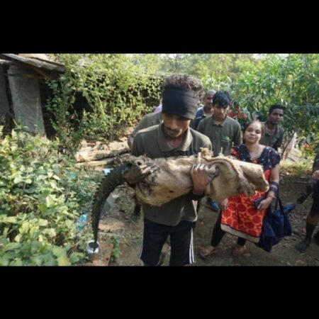 देवणी परिसरात पुन्हा मगर आढळल्याने नागरिकांमध्ये चिंता