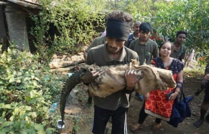 देवणी परिसरात पुन्हा मगर आढळल्याने नागरिकांमध्ये चिंता