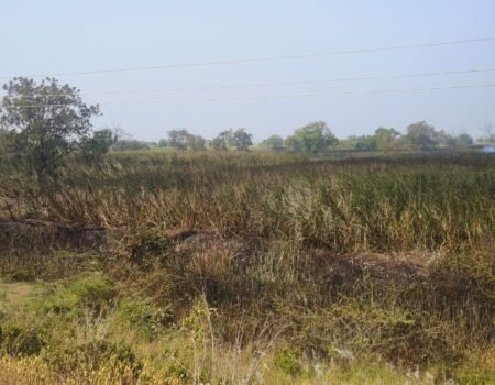 नवगावात उसाच्या शेताला भीषण आग