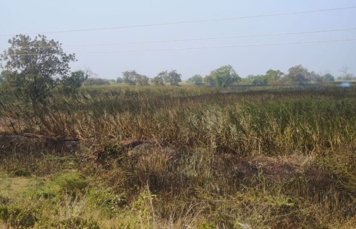 नवगावात उसाच्या शेताला भीषण आग