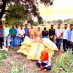 पिशोर पोलिसांचा लालवण शिवारात गांजा शेतीवर छापा