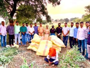 पिशोर पोलिसांचा लालवण शिवारात गांजा शेतीवर छापा