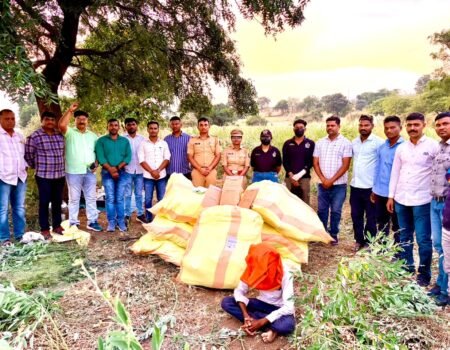 पिशोर पोलिसांचा लालवण शिवारात गांजा शेतीवर छापा