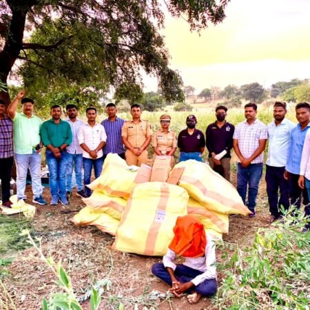 पिशोर पोलिसांचा लालवण शिवारात गांजा शेतीवर छापा