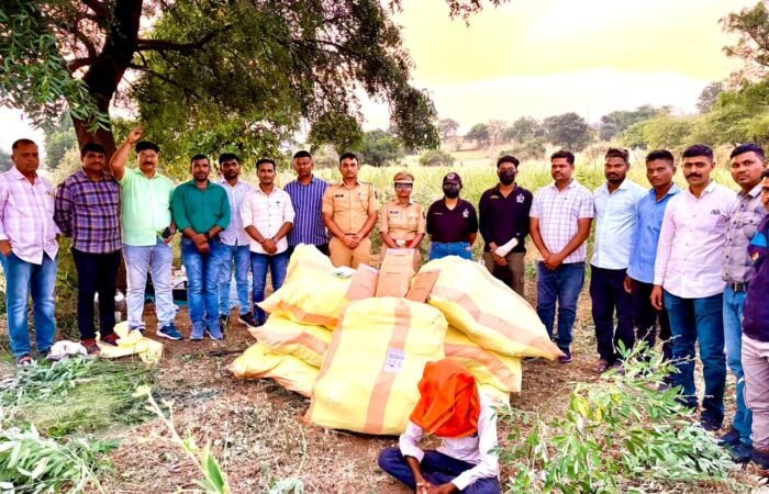 पिशोर पोलिसांचा लालवण शिवारात गांजा शेतीवर छापा