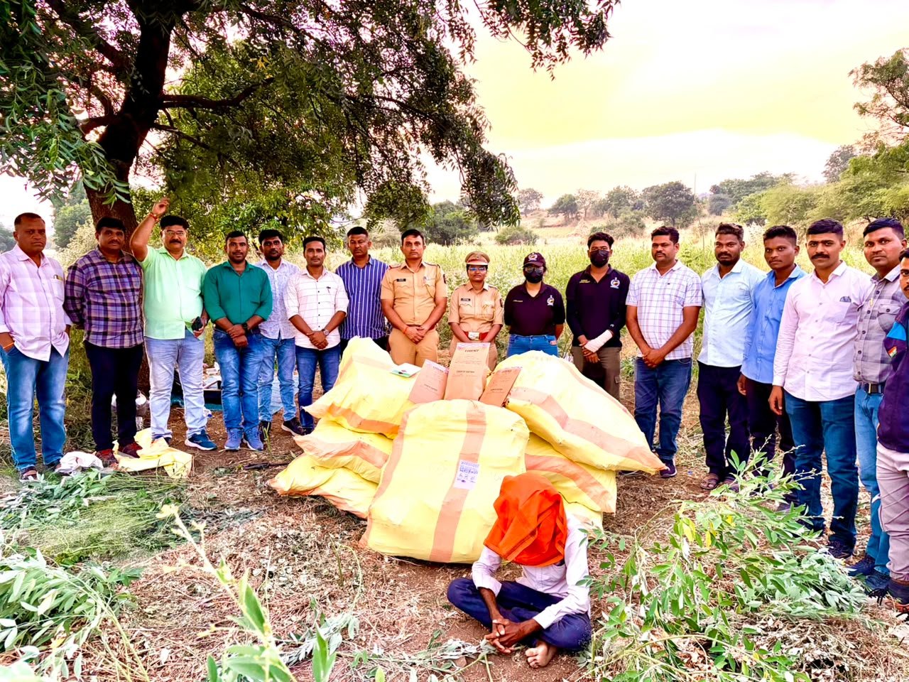 पिशोर पोलिसांचा लालवण शिवारात गांजा शेतीवर छापा