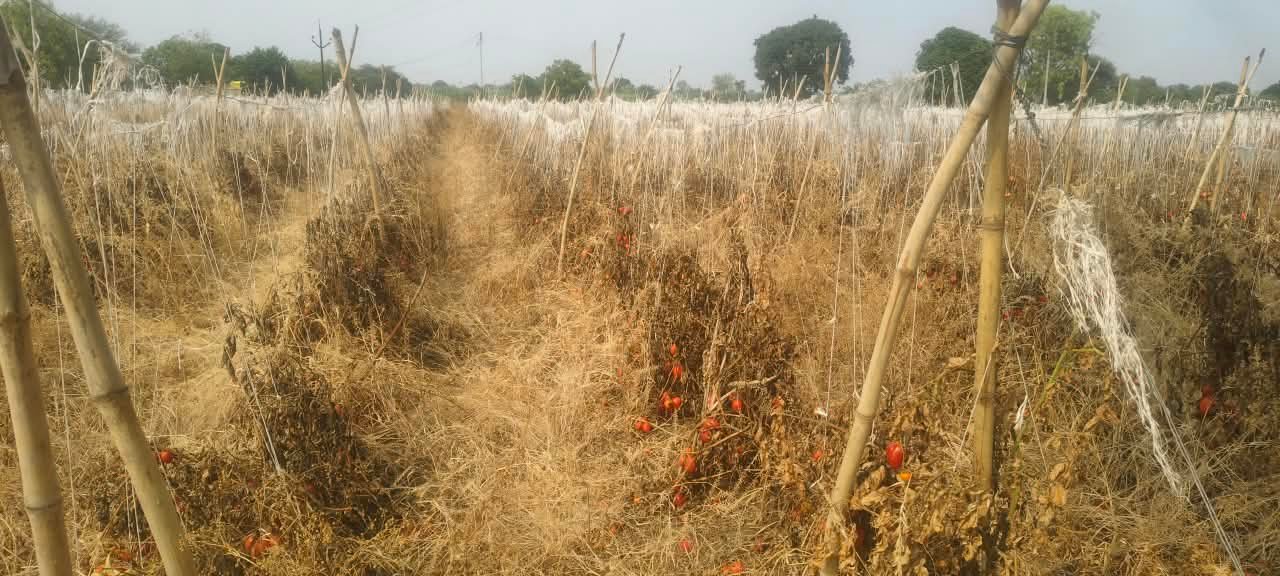 panya-mule-2-yekkar-bagh-karpali-26.10.2026.jpeg